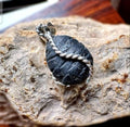 Rare Crow Bezoar Stone Mustika Pearl Pendant